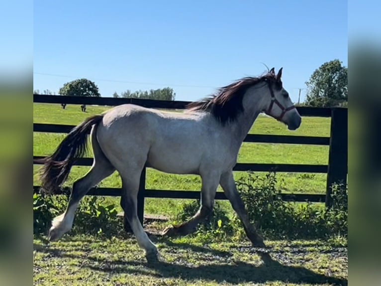Cob Mix Wallach 1 Jahr 168 cm Falbe in LEEDS