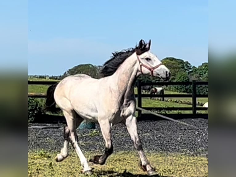 Cob Mix Wallach 1 Jahr 168 cm Falbe in LEEDS