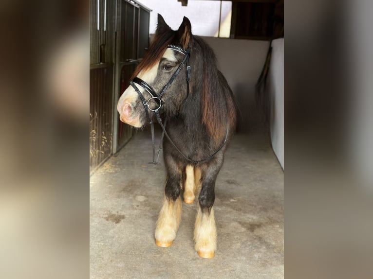 Cob Wallach 2 Jahre 142 cm Braunfalbschimmel in Gummern