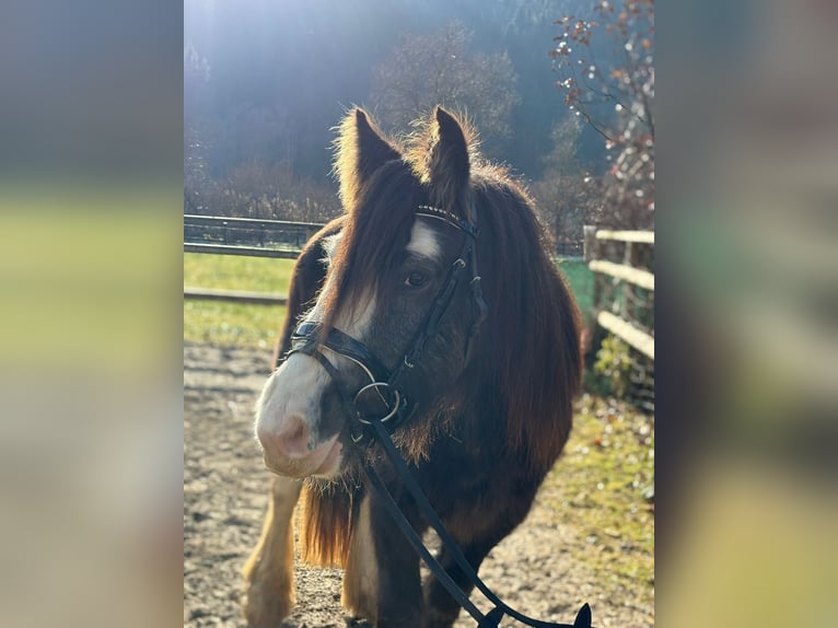 Cob Wallach 2 Jahre 142 cm Braunfalbschimmel in Gummern