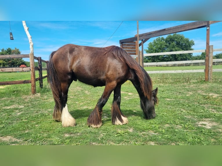 Cob Wallach 2 Jahre 142 cm Rappe in Tuffé