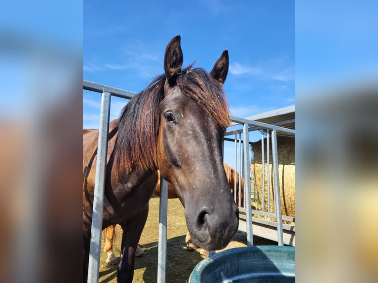 Cob Mix Wallach 2 Jahre 150 cm Dunkelbrauner in Gerbstedt