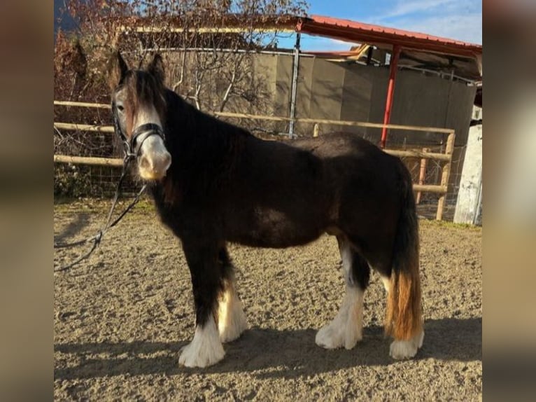 Cob Wallach 3 Jahre 146 cm Braunfalbschimmel in Gummern