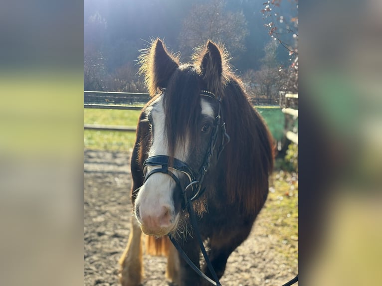 Cob Wallach 3 Jahre 146 cm Braunfalbschimmel in Gummern