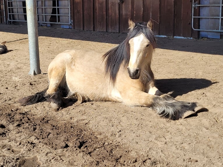 Cob Wallach 3 Jahre 148 cm Buckskin in Lychen