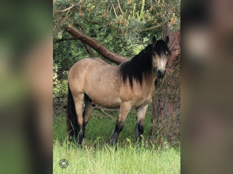 Cob Wallach 3 Jahre 148 cm Buckskin in Lychen