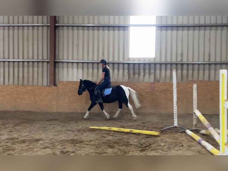Cob Wallach 4 Jahre 124 cm Schecke in Sligo
