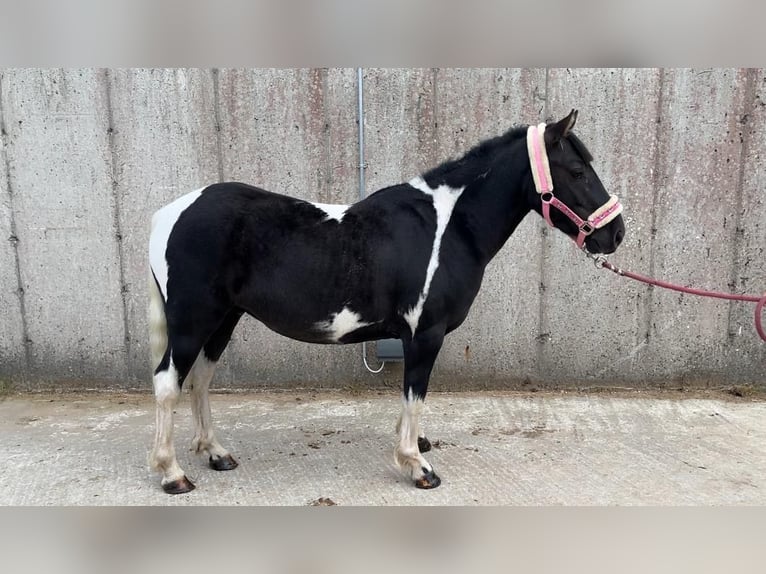 Cob Wallach 4 Jahre 124 cm Schecke in Sligo