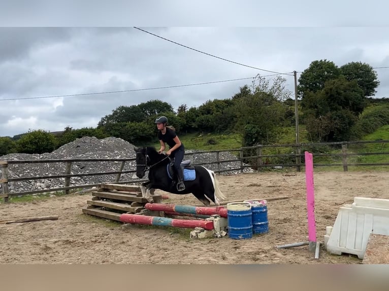 Cob Wallach 4 Jahre 124 cm Schecke in Sligo