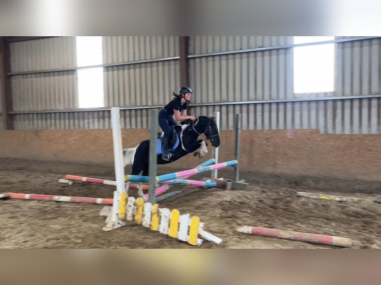 Cob Wallach 4 Jahre 124 cm Schecke in Sligo