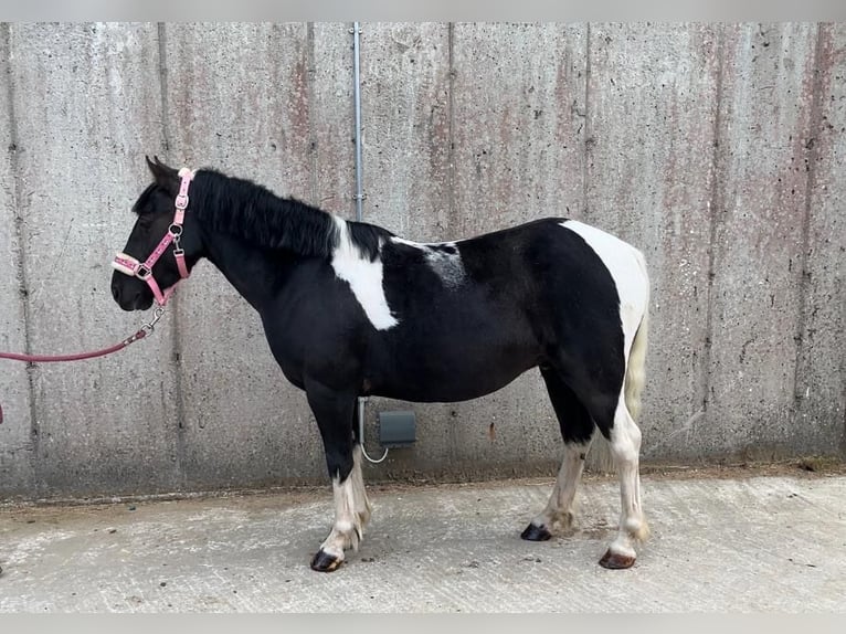 Cob Wallach 4 Jahre 124 cm Schecke in Sligo