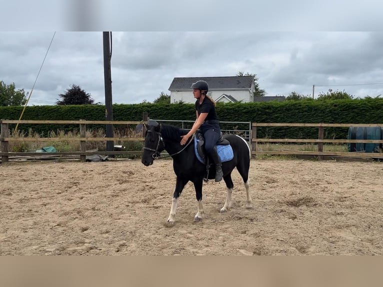 Cob Wallach 4 Jahre 124 cm Schecke in Sligo