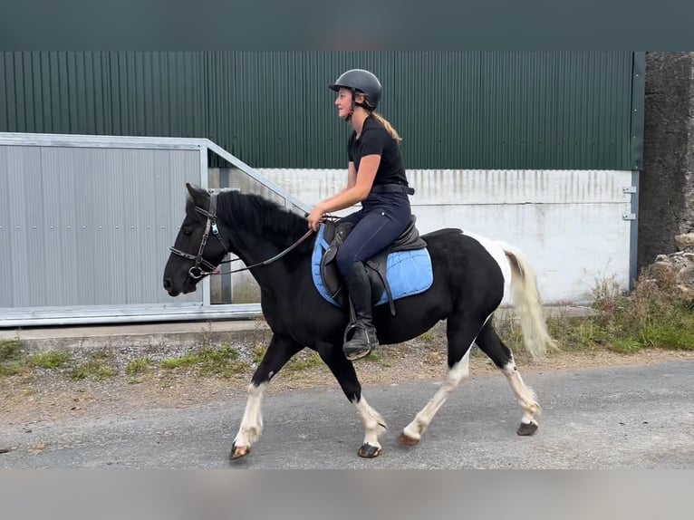Cob Wallach 4 Jahre 124 cm Schecke in Sligo