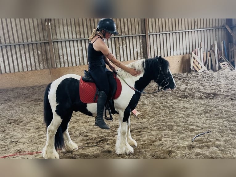 Cob Wallach 4 Jahre 125 cm Schecke in Sligo