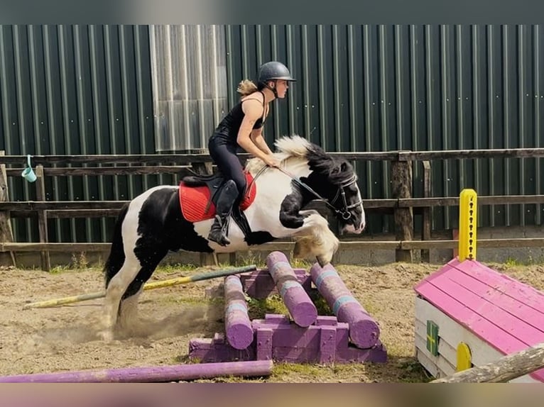 Cob Wallach 4 Jahre 125 cm Schecke in Sligo