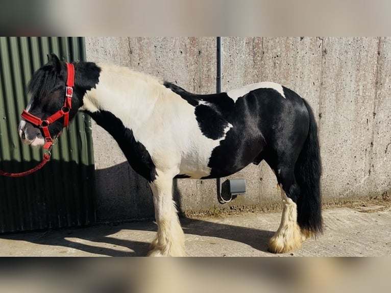 Cob Wallach 4 Jahre 125 cm Schecke in Sligo