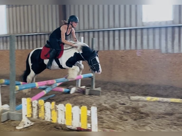 Cob Wallach 4 Jahre 125 cm Schecke in Sligo