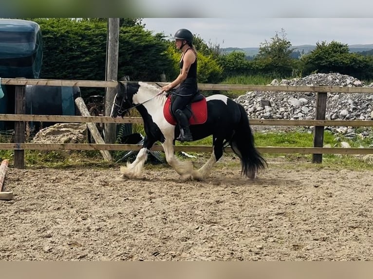 Cob Wallach 4 Jahre 125 cm Schecke in Sligo