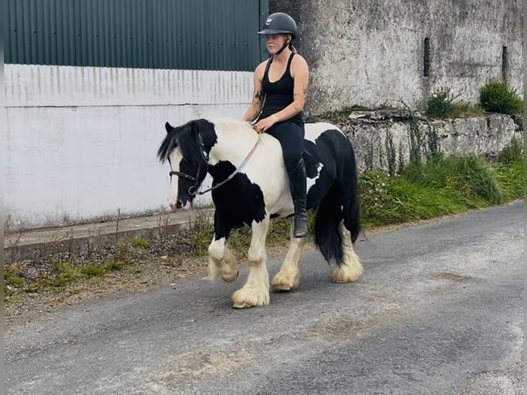 Cob Wallach 4 Jahre 125 cm Schecke in Sligo