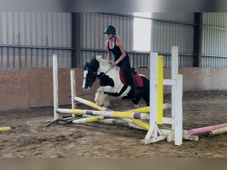 Cob Wallach 4 Jahre 125 cm Schecke in Sligo