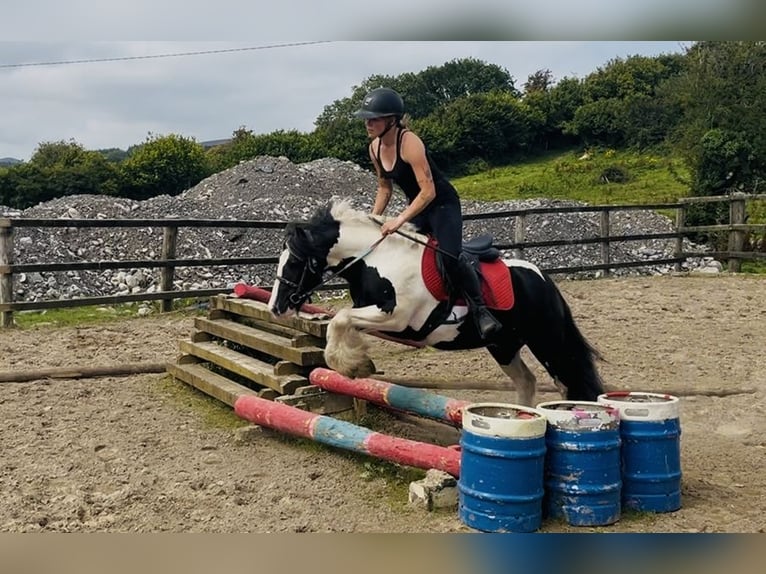Cob Wallach 4 Jahre 125 cm Schecke in Sligo