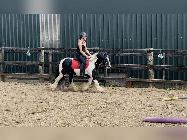 Cob Wallach 4 Jahre 125 cm Schecke in Sligo