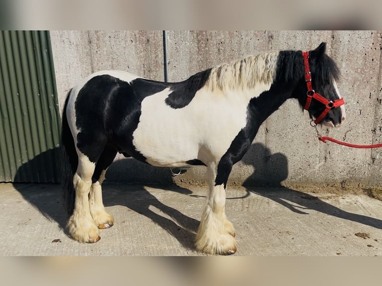 Cob Wallach 4 Jahre 125 cm Schecke in Sligo