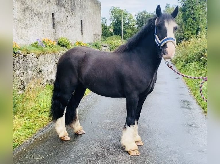 Cob Wallach 4 Jahre 128 cm Rappe in Sligo