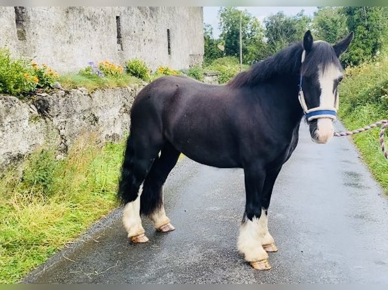 Cob Wallach 4 Jahre 128 cm Rappe in Sligo