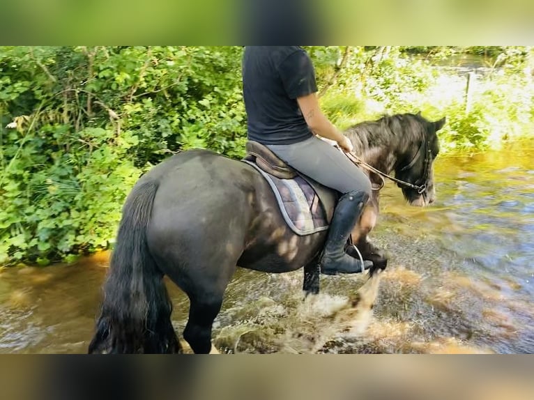 Cob Wallach 4 Jahre 128 cm Rappe in Sligo