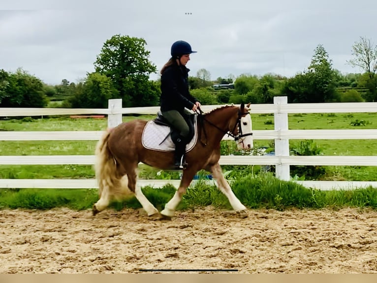 Cob Wallach 4 Jahre 130 cm Fuchs in Mountrath