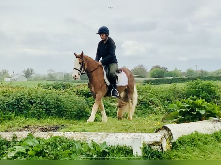 Cob Wallach 4 Jahre 130 cm Fuchs in Mountrath