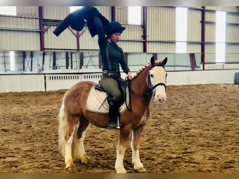 Cob Wallach 4 Jahre 130 cm Fuchs in Mountrath