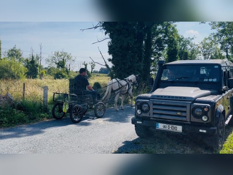 Cob Wallach 4 Jahre 133 cm Falbe in Sligo