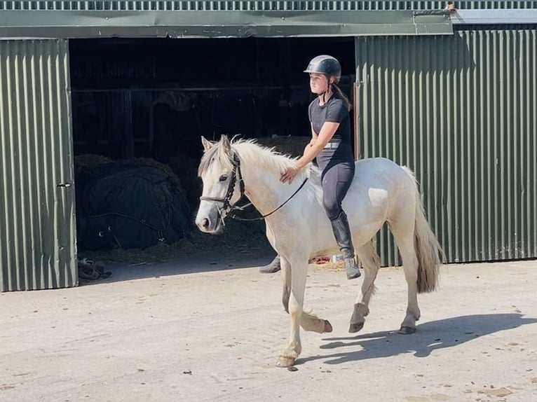 Cob Wallach 4 Jahre 133 cm Falbe in Sligo