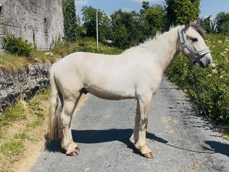 Cob Wallach 4 Jahre 133 cm Falbe in Sligo