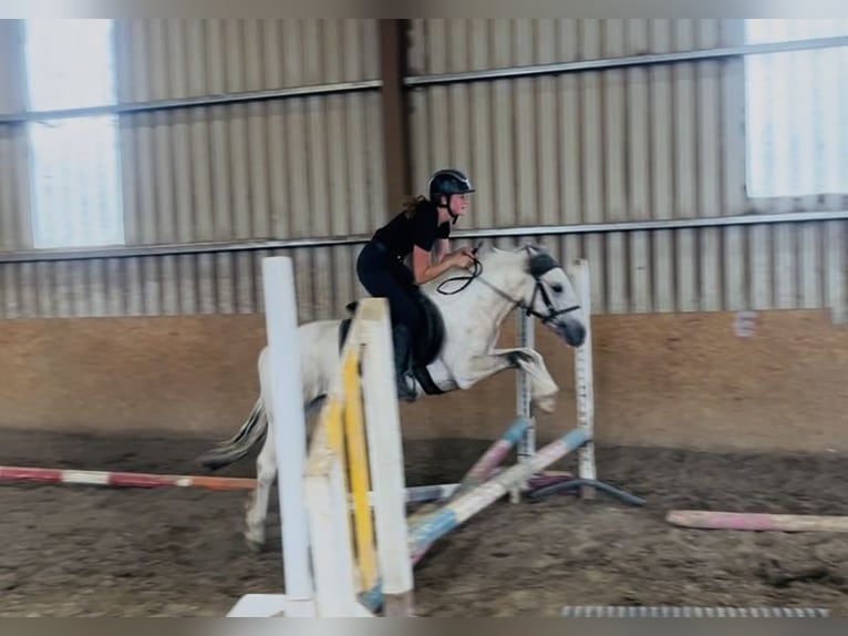 Cob Wallach 4 Jahre 133 cm Falbe in Sligo