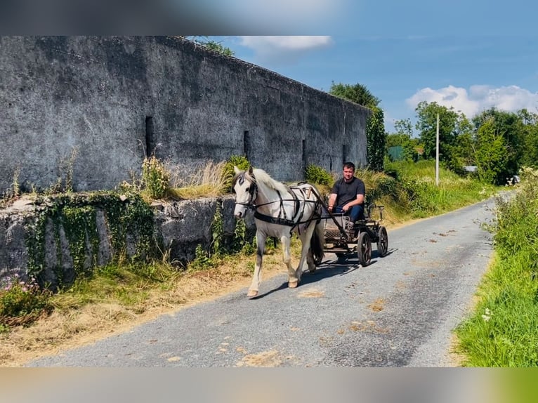 Cob Wallach 4 Jahre 133 cm Falbe in Sligo