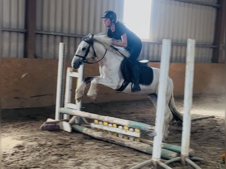 Cob Wallach 4 Jahre 133 cm Falbe in Sligo