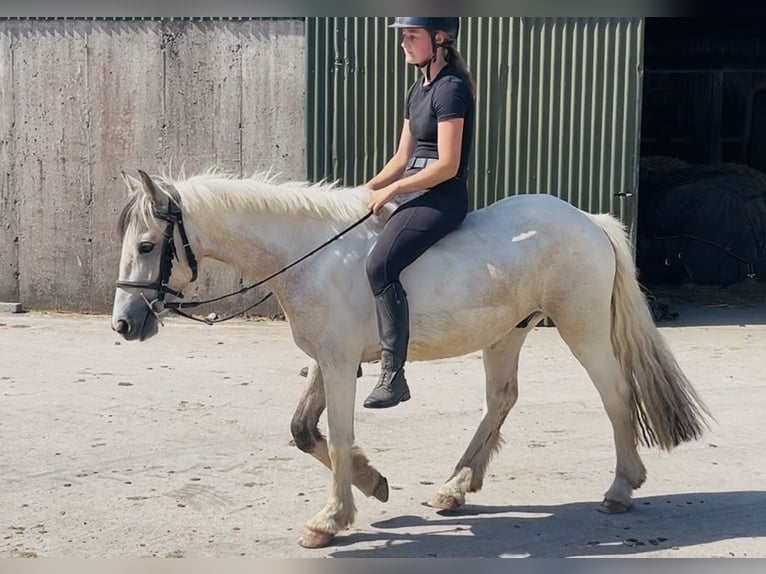 Cob Wallach 4 Jahre 133 cm Falbe in Sligo