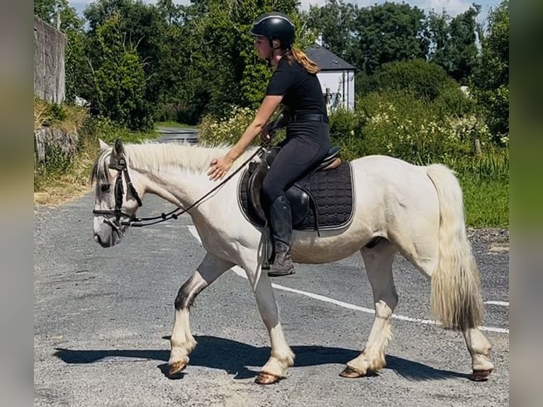 Cob Wallach 4 Jahre 133 cm Falbe in Sligo