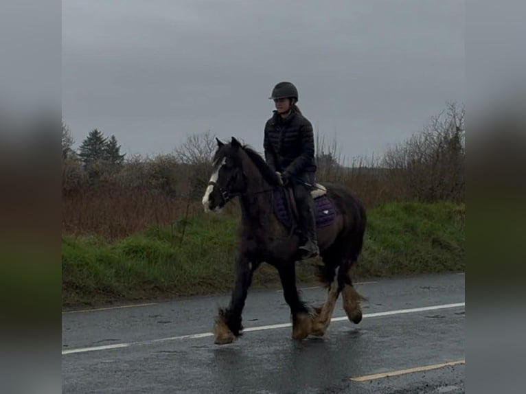 Cob Wallach 4 Jahre 136 cm Rappe in Sligo