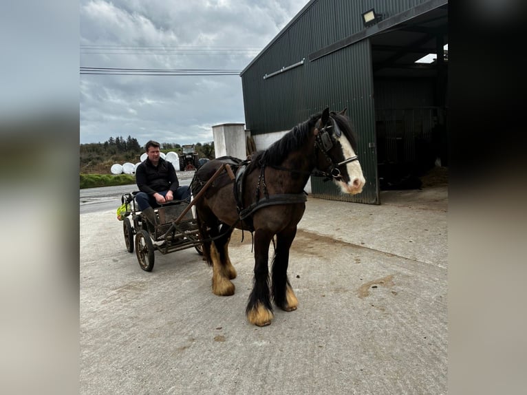 Cob Wallach 4 Jahre 136 cm Rappe in Sligo