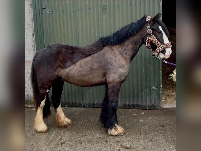 Cob Wallach 4 Jahre 136 cm Rappe in Sligo