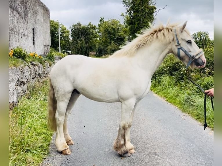 Cob Wallach 4 Jahre 136 cm Schimmel in Sligo