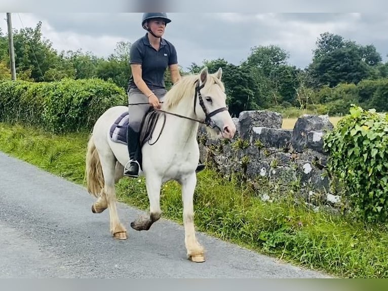 Cob Wallach 4 Jahre 136 cm Schimmel in Sligo