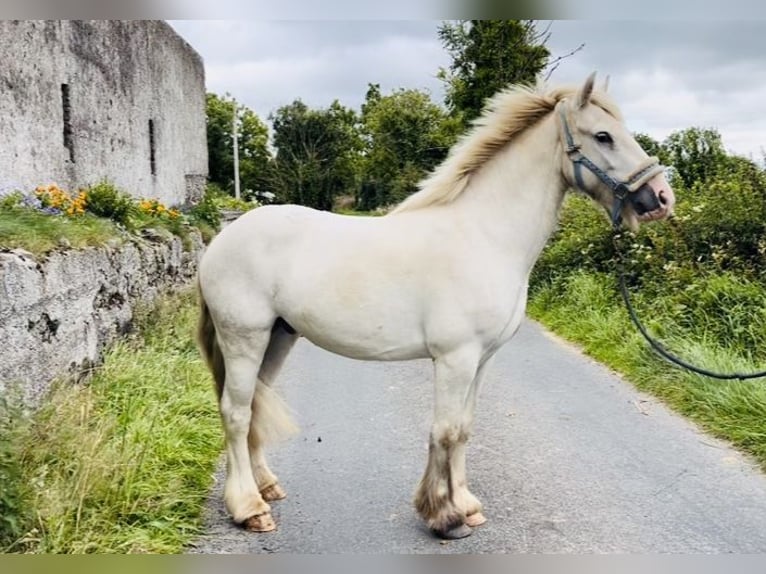 Cob Wallach 4 Jahre 136 cm Schimmel in Sligo