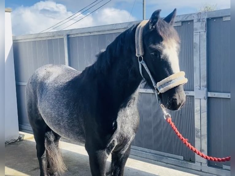 Cob Wallach 4 Jahre 138 cm Blauschimmel in Sligo