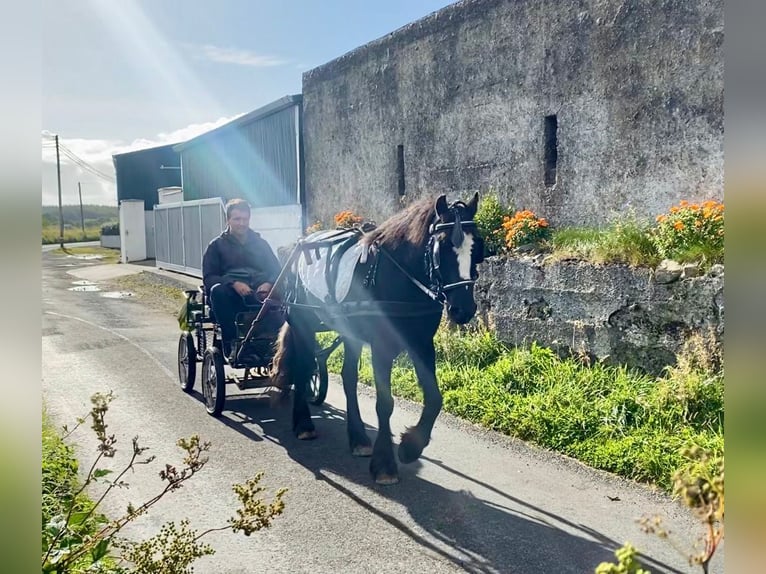 Cob Wallach 4 Jahre 138 cm Blauschimmel in Sligo