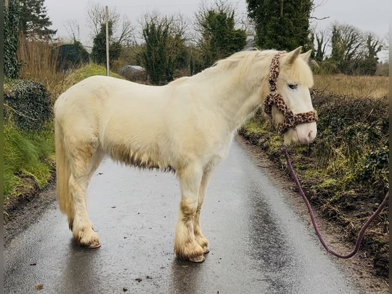 Cob Wallach 4 Jahre 138 cm Tigerschecke in Sligo